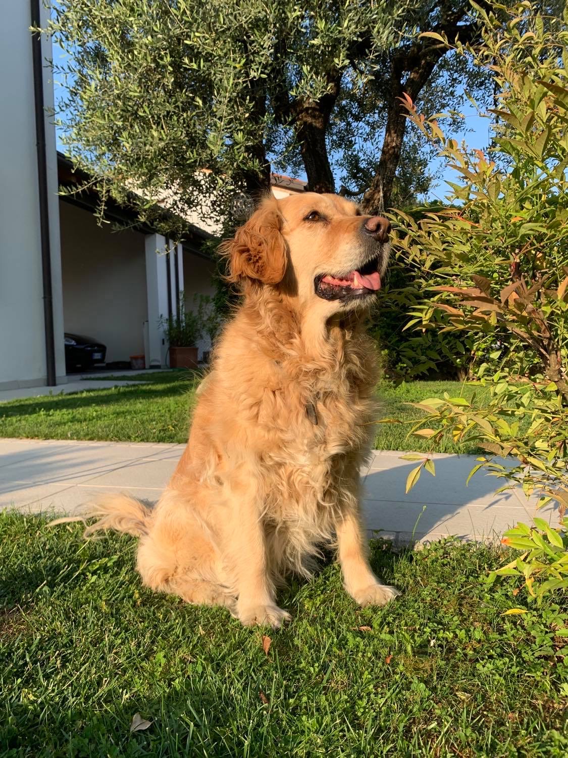 Golden Retriever as role model for Strategic Leadership 